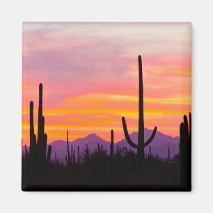Saguaro-Kakteenwald bei Sonnenuntergang Magnet