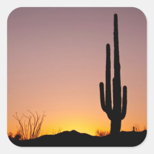 Saguaro-Kaktus am Sonnenuntergang Quadratischer Aufkleber