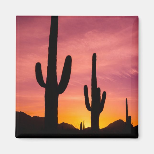 Saguaro-Kaktus bei Sonnenaufgang, Arizona Magnet (Vorne)