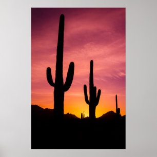 Saguaro-Kaktus bei Sonnenaufgang, Arizona Poster