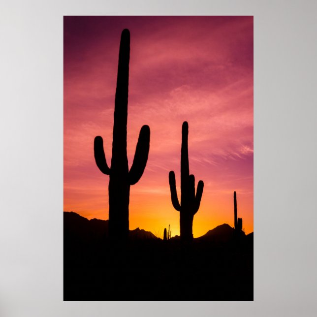 Saguaro-Kaktus bei Sonnenaufgang, Arizona Poster (Vorne)