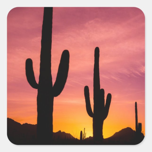Saguaro-Kaktus bei Sonnenaufgang, Arizona Quadratischer Aufkleber (Vorderseite)