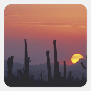Saguaro-Kaktus Carnegiea gigantea), Sonnenuntergan Quadratischer Aufkleber