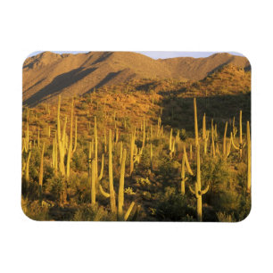 Saguaro-Kaktus im Saguaro-Nationalpark nahe Magnet
