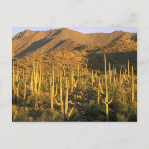 Saguaro-Kaktus im Saguaro-Nationalpark nahe Postkarte