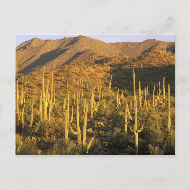 Saguaro-Kaktus im Saguaro-Nationalpark nahe Postkarte (Vorderseite)