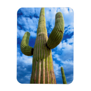 Saguaro-Kaktusporträt, Arizona Magnet