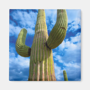 Saguaro-Kaktusporträt, Arizona Magnet