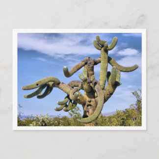 Saguaro Monster Postkarte