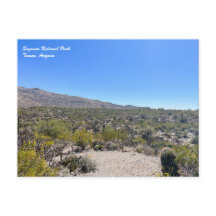 Saguaro Nationalpark Postcard