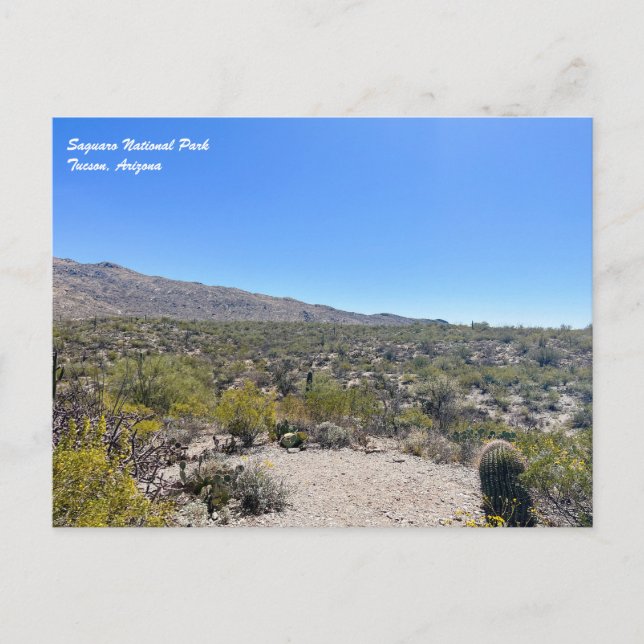 Saguaro Nationalpark Postcard Postkarte (Vorderseite)