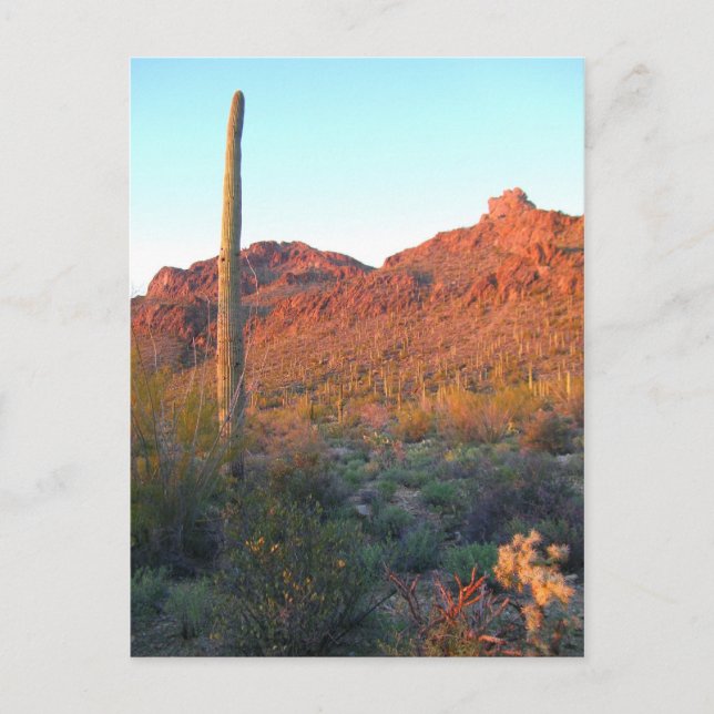 Saguaro Nationalpark Postkarte (Vorderseite)