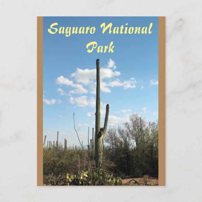 Saguaro-Nationalpark, Tuscon Arizona Postkarte (Vorderseite)
