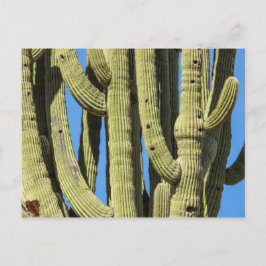 Saguaro Postcard Postkarte