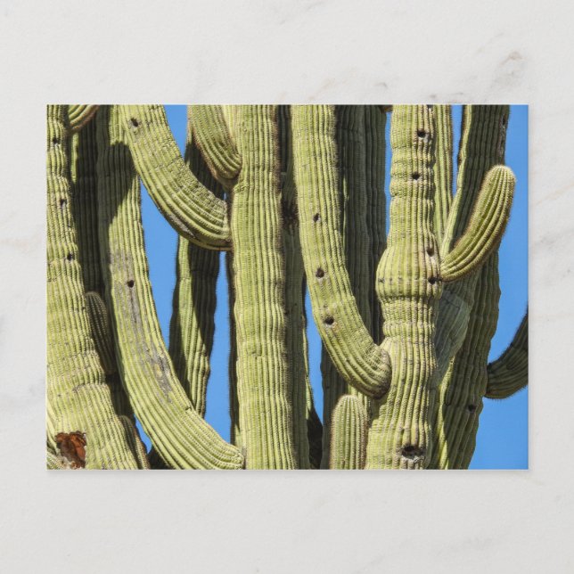 Saguaro Postcard Postkarte (Vorderseite)