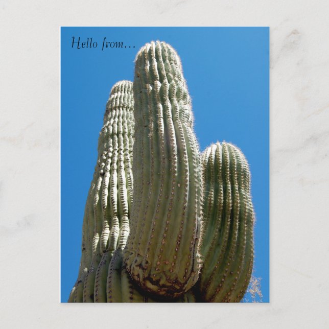 Saguaro Postcard Postkarte (Vorderseite)
