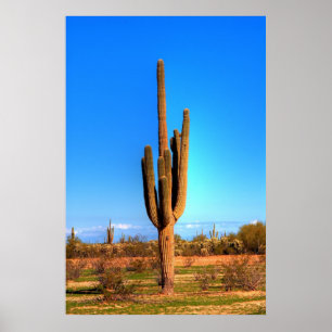 Saguaro Poster