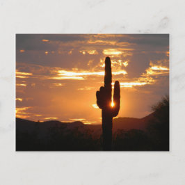 Saguaro Rays Postkarte