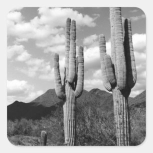 Saguaro Sentinels Wüste Custom Sticker Decals