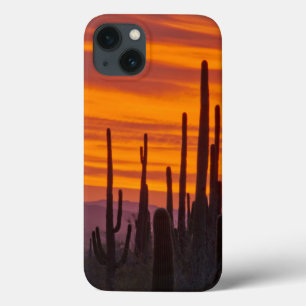 Saguaro, Sonnenuntergang, Nationalpark Saguaro iPhone 13 Hülle