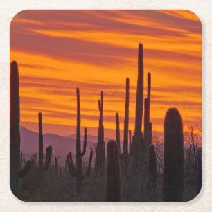 Saguaro, Sonnenuntergang, Nationalpark Saguaro Rechteckiger Pappuntersetzer