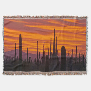 Saguaro, Sonnenuntergang, Saguaro-Nationalpark Decke