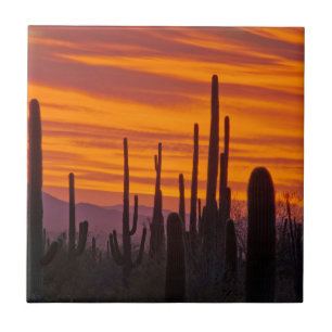 Saguaro, Sonnenuntergang, Saguaro-Nationalpark Fliese