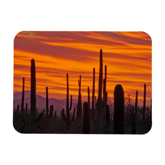 Saguaro, Sonnenuntergang, Saguaro Nationalpark Magnet (Horizontal)