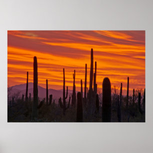 Saguaro, Sonnenuntergang, Saguaro Nationalpark Poster