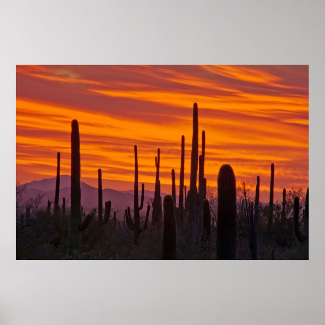 Saguaro, Sonnenuntergang, Saguaro Nationalpark Poster (Vorne)