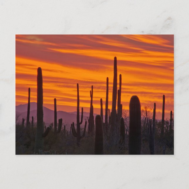 Saguaro, Sonnenuntergang, Saguaro Nationalpark Postkarte (Vorderseite)
