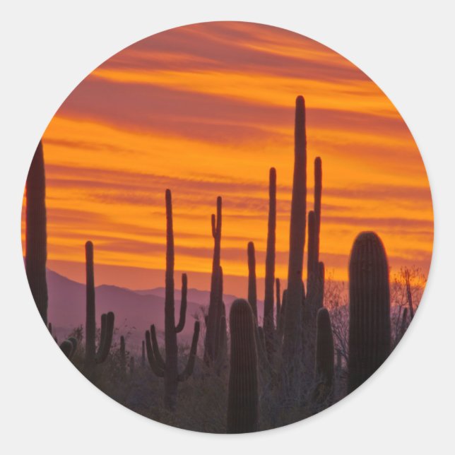 Saguaro, Sonnenuntergang, Saguaro Nationalpark Runder Aufkleber (Vorderseite)