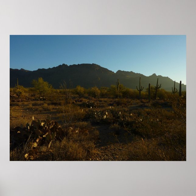 Saguaro Sunrise in Saguaro Nationalpark Poster (Vorne)