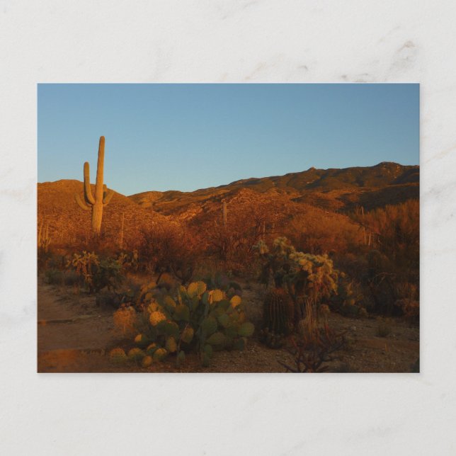 Saguaro Sunset I Arizona Wüste Landschaft Postkarte (Vorderseite)
