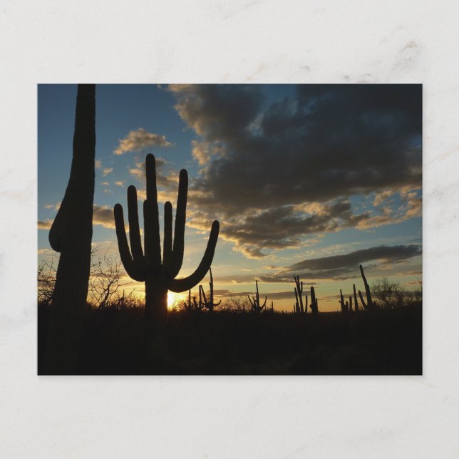 Saguaro Sunset II Arizona Wüste Landschaft Postkarte (Vorderseite)