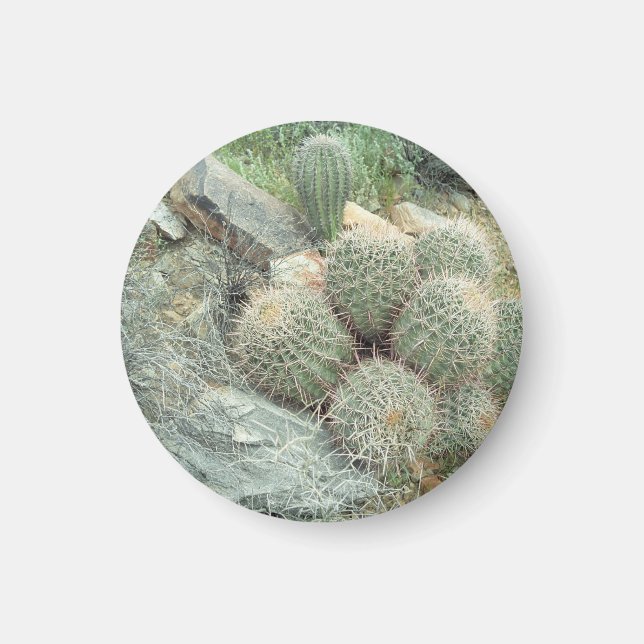 Saguaro Swirl Cactus Kühlschrank Gift Magnet (Vorne)