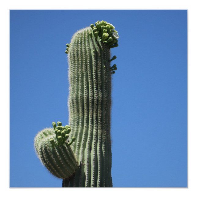 Saguaro Top Poster (Vorderseite)
