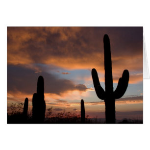 Saguaro-Wüsten-Sonnenuntergang