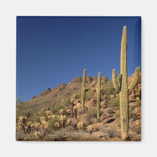 Saguarokakteen und Tucson-Berge, Tucson Magnet