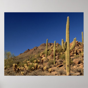 Saguarokakteen und Tucson-Berge, Tucson Poster