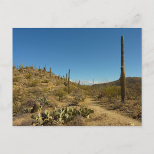 Saguaro's Carillo Trail im Saguaro National Park Postkarte
