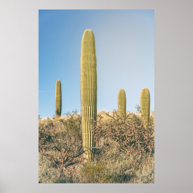 Saguaros Poster (Vorne)