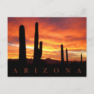 Saguaros Silhouette gegen Blazing Sunset, AZ Postkarte