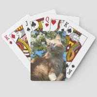 Sahara Cat in einem Baum spielen Karten