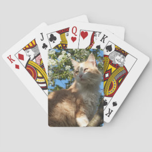Sahara Cat in einem Baum spielen Karten Spielkarten