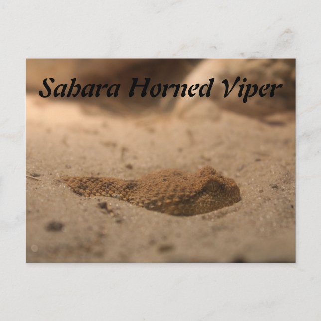 Sahara Horned Viper Postkarte (Vorderseite)