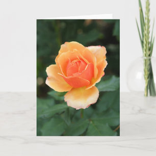 Sahnige orange moderne Rose Karte