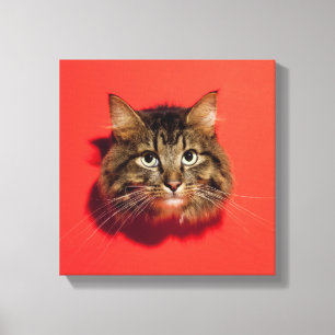 Saiberian Katze Leinwanddruck