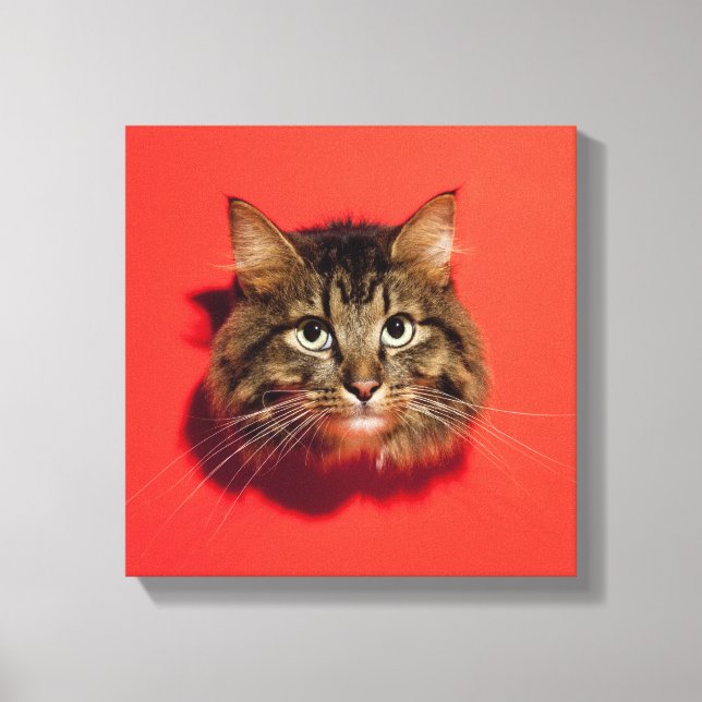 Saiberische Katze Leinwanddruck (Vorderseite)
