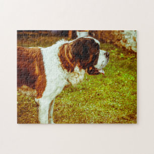 Saint Bernard Dog Jigsaws. Puzzle